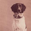 A Brittany Spaniel